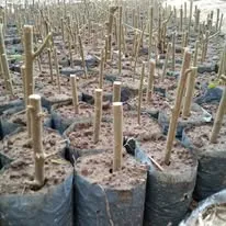 Green Seekers Activity